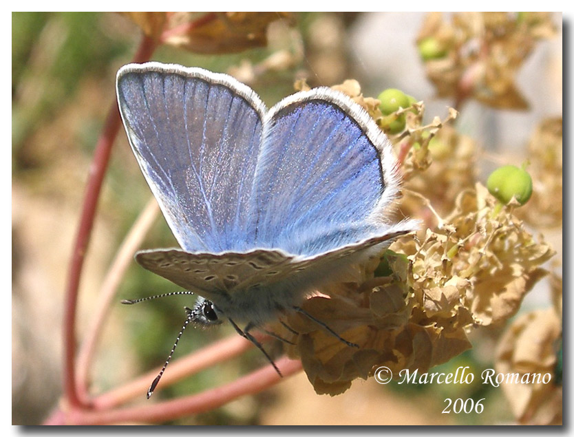 La primavera si tinge d''azzurro